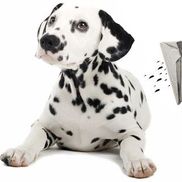 Folsom Lake Carpet Cleaning