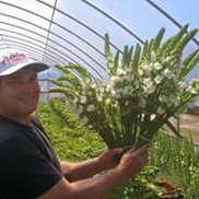 Yuri Hana Flower Farm