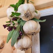 MayBeCrazy Garlic