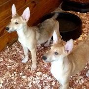 Carolina Dogs from Banbury Cross Farm