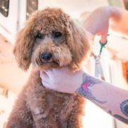 Bow Wow Grooming Boutique Portland OR Alignable