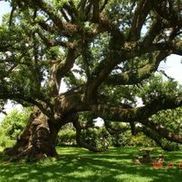 Imperial Calcasieu Museum
