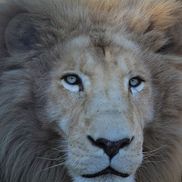 Albritton Custom Carpentry, Indian Trail NC