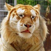 Goldtiger Ex Im Company