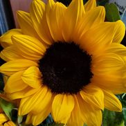 Empowered Wellbeing Counseling, LLC