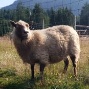 Blackberry Heritage Fibers