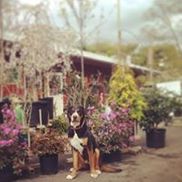 Locust Glen Garden Center