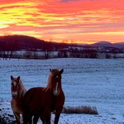 Howrigan Nurse Consultant and Associates LLC