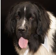 Kelly Greenway Bruce