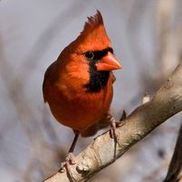 Wild Birds Unlimited