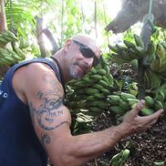 Banana Joe's  Hardy Palms