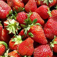 Southside Plants and Produce LLC., Portsmouth VA