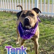 Humane Society of Stark County