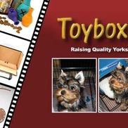 Toybox yorkies clearance