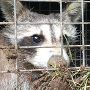 HOMESTEAD WILDLIFE SOLUTIONS