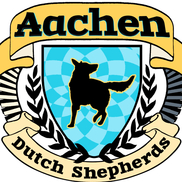 Aachen Dutch Shepherds