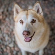 Red Woof Inn Doggie Daycare, Central North River NS