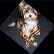 House of Wagging Tails