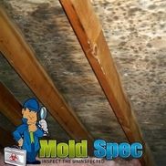 Mold-Spec - Mold Inspection & Testing - Ormond Beach - Alignable