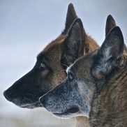 Bogdan's Dog Training Center and Boarding Kennel