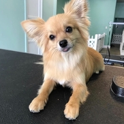 Eloise Pet Accessoreis
