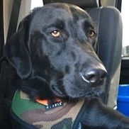 Southern Skies Labrador Rescue & Adoption  Inc.