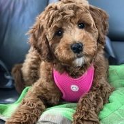 Walters Puppy Place