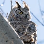 Great Owl Renovations Inc.