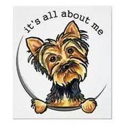 Yorkie911 rescue hot sale