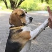 Dogs Love 2 Train