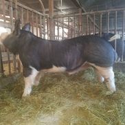 Orchard Breeze Farm Berkshi