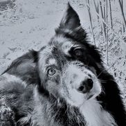 Caring 4 Canines
