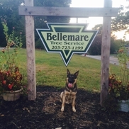 Bellemare Tree Service