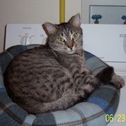 Pet Crazy, Inc. tm