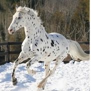 Appaloosa Broadcasting, Powell WY