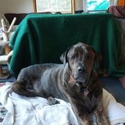 Peace of Mind Pet Sitting and Homecare Services