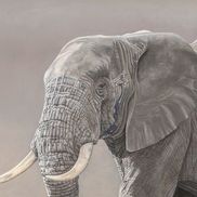 Ed Takacs - Wildlife Artist