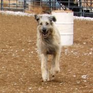 Cathy's Canines Phoenix