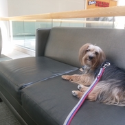 Rich's reliable dog walking,   LLC