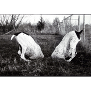 Shelley Wood Photography/LamWood Ranch