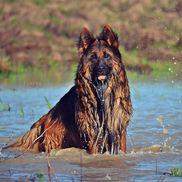 Mountain 2024 german shepherd