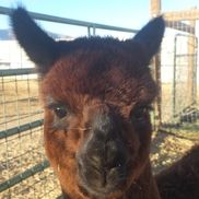 Sawdust Alpacas