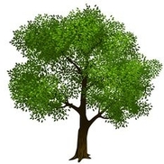 Carroll's Tree Service of East Texas