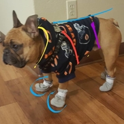 M & B Pet Apparel