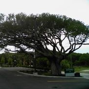 A Calling Consulting and Wellness Center