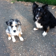 Placerville Animal Wellness Clinic