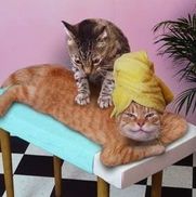 Massage Institute Of Cape Cod