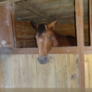 Traveling Horse Transport and Stables