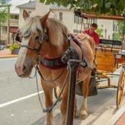 Olde Towne Carriages - Tours and Wedding Services