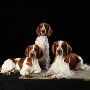 Windywood welsh springer store spaniels